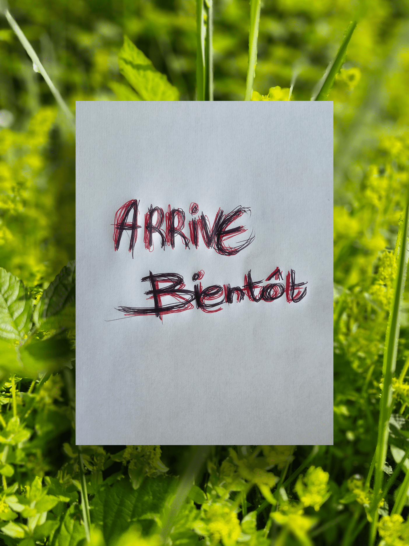 Recherche animale 3
